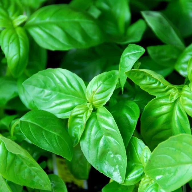 How To Grow Basil