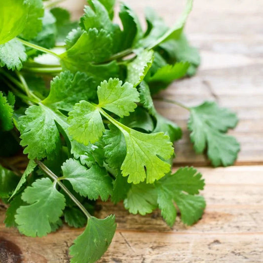 How to Grow Coriander