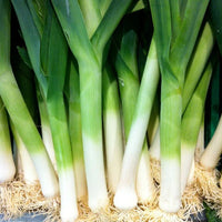 How to Grow Leeks