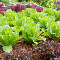 How to Grow Lettuce