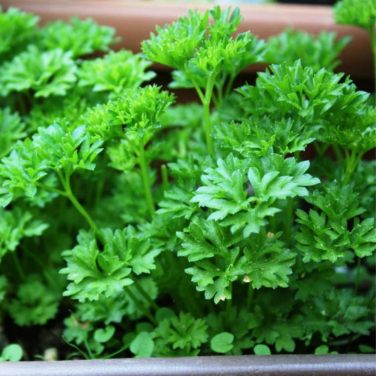 How to Grow Parsley