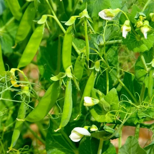 How to Grow Peas