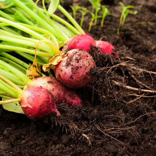 How to Grow Radishes