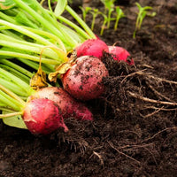 How to Grow Radishes