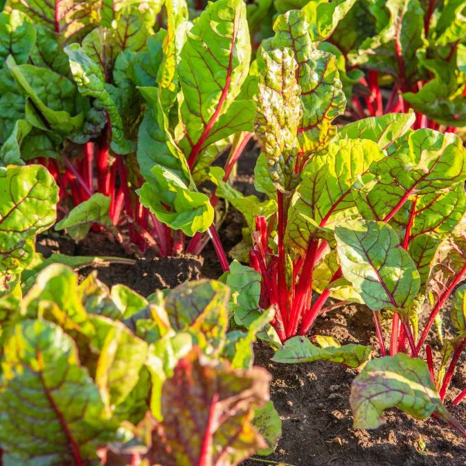 How to Grow Chard