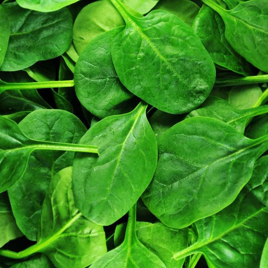 How to Grow Spinach