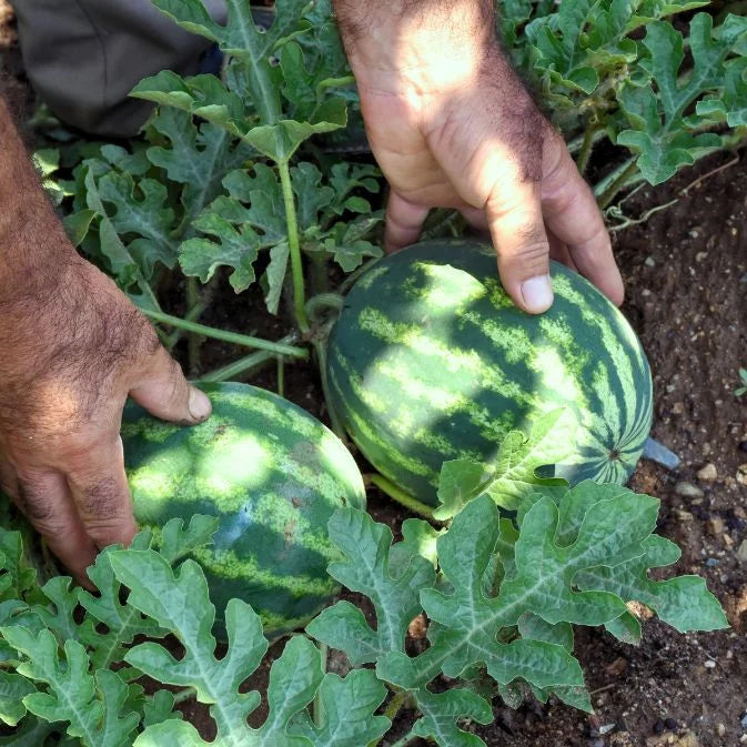 How to Grow Watermelon